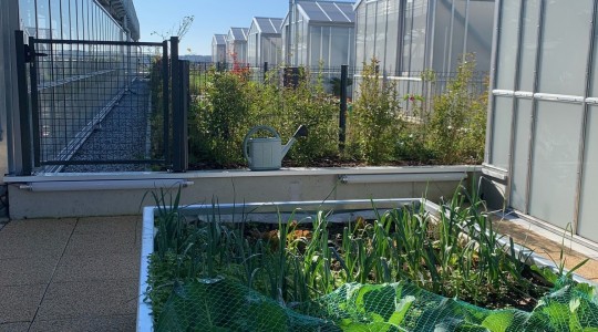 L'agriculture urbaine au cœur de nos projets